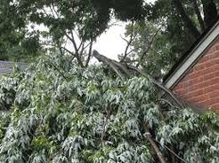 Tree branches fallen on home