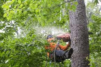 man with chainsaw in tree 