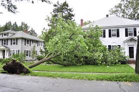 Tree that fell on home 