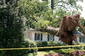 Big tree that fell on house