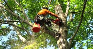 Sosa's Tree Service Reviews - Woodbridge, VA - Angi