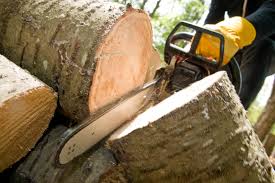 cutting log with chainsaw 